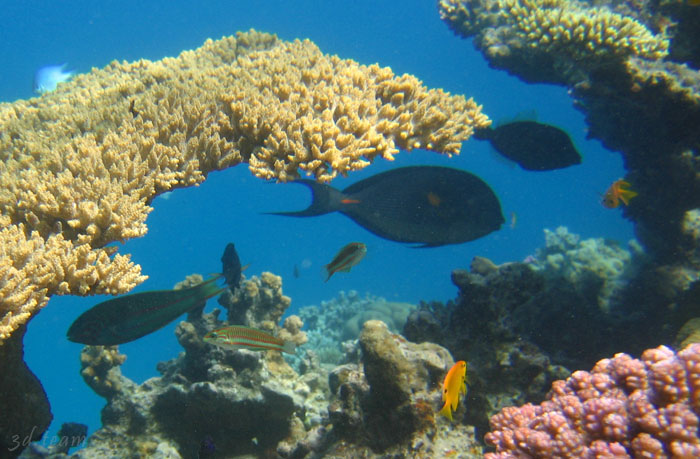 Egypt CoralBeach