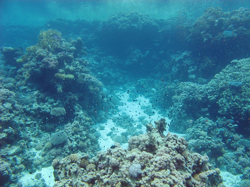 GordonReef