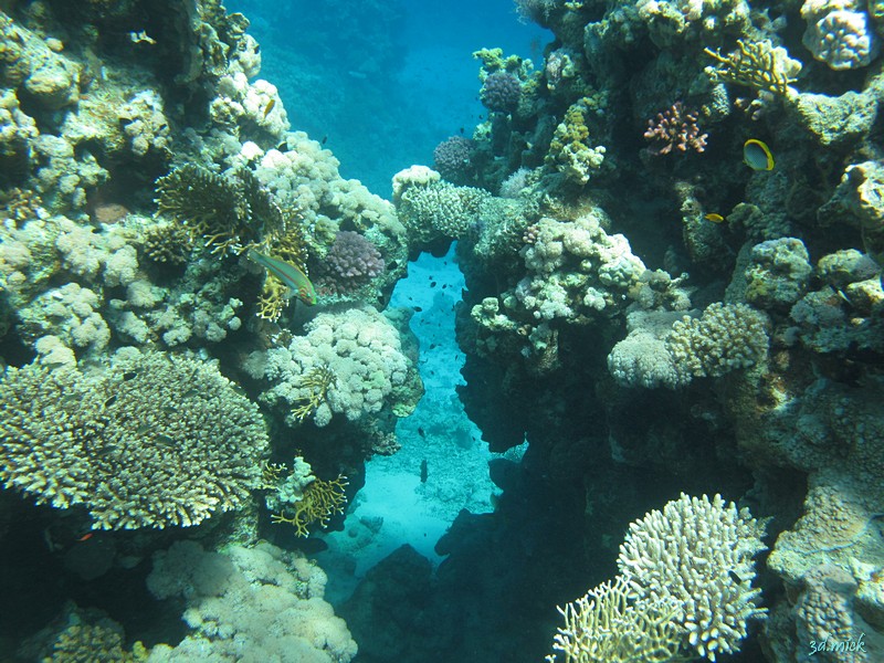 wildbeach snorkeling