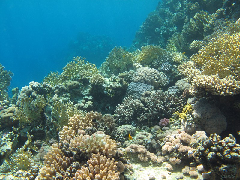 wildbeach snorkeling