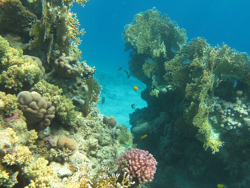 wildbeach snorkeling