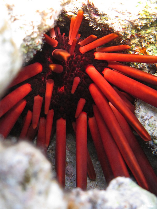 wildbeach snorkeling