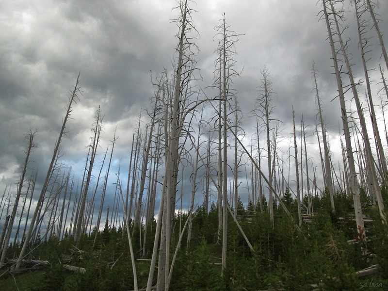 Yellowstone