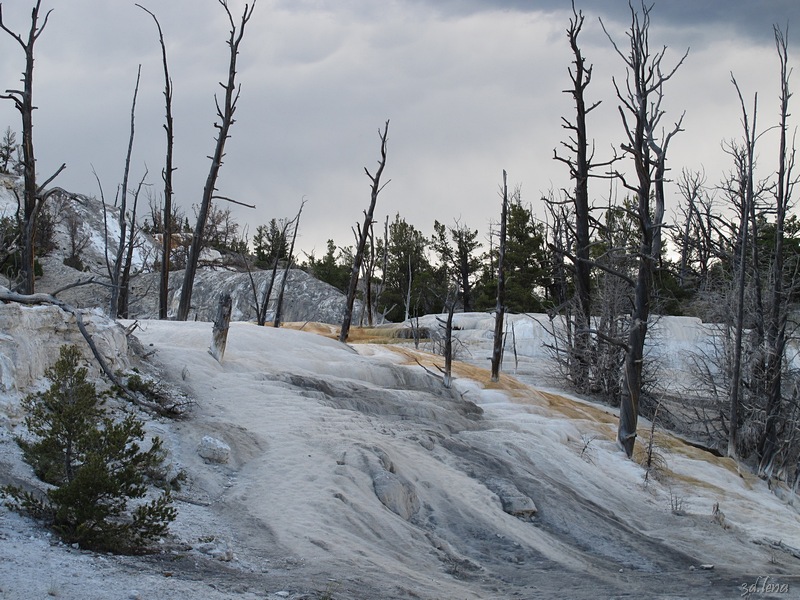 Yellowstone